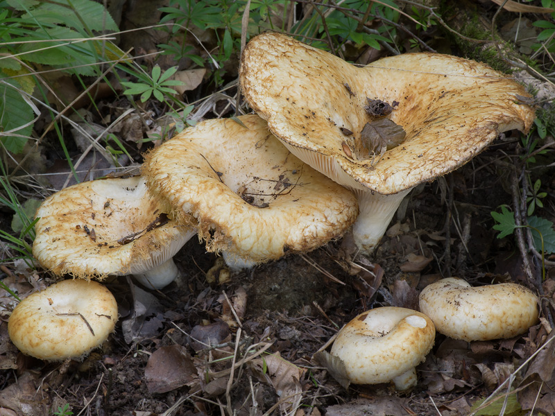 Lactarius citriolens